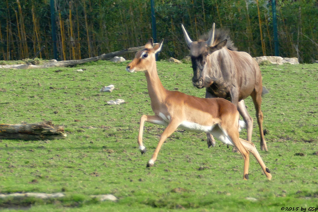 Impala (Schwarzfersenantilope), Streifengnu