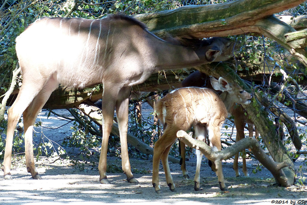 Großer Kudu, Jungtier geb. am 14.08.14 und Impala