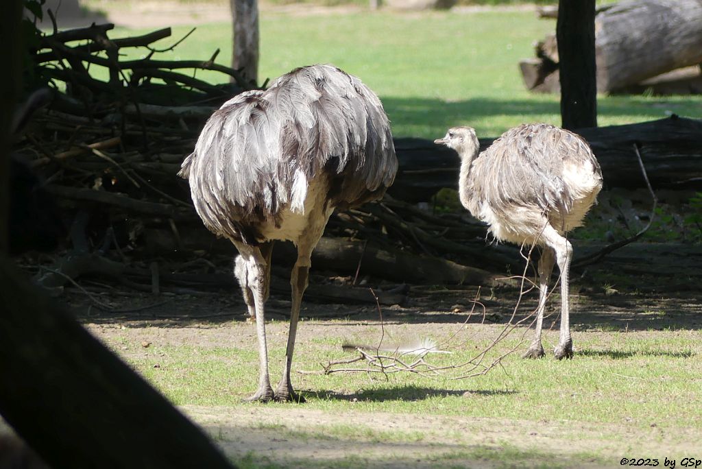 Nandu (Gewöhnlicher Nandu)