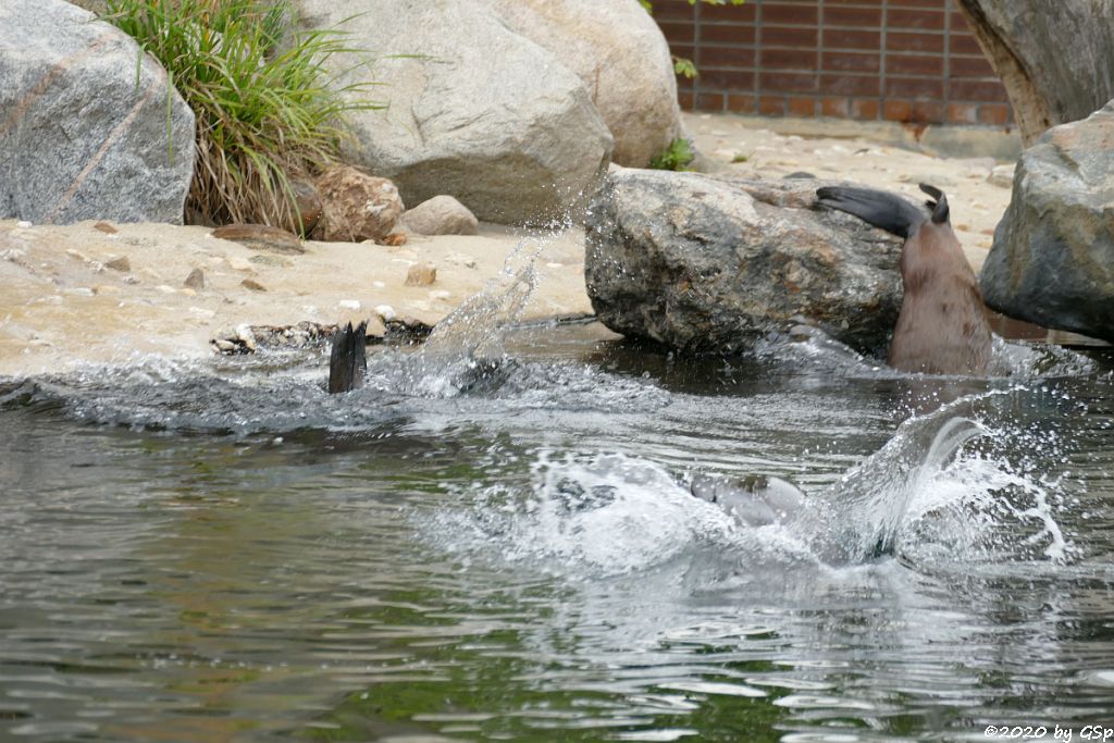 Kalifornischer Seelöwe, Südafrikanischer Seebär (Zwergseebär, Kap-Seebär) LIPPI