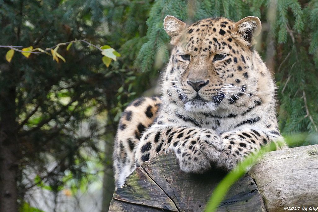 Amurleopard XEMBALO