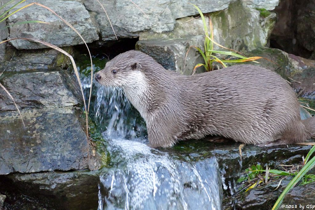 Eurasischer Fischotter