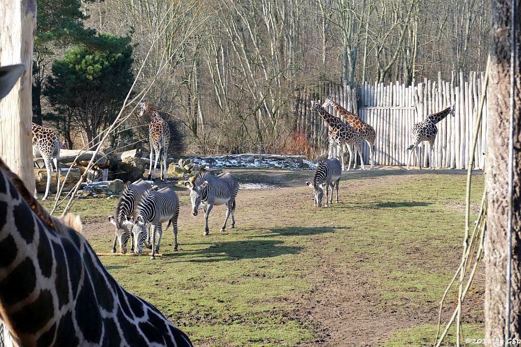 Rothschildgiraffe (Uganda-Giraffe, Baringo-Giraffe), Grévy-Zebra