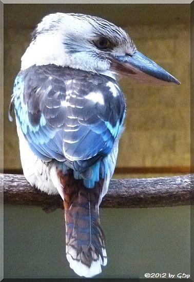 Haubenliest (Blauflügel-Kookaburra)