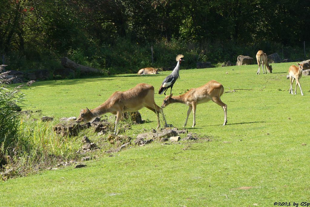 Weißnacken-Moorantilope (Mrs. Grays Wasserbock), Südafrikanischer Kronenkranich