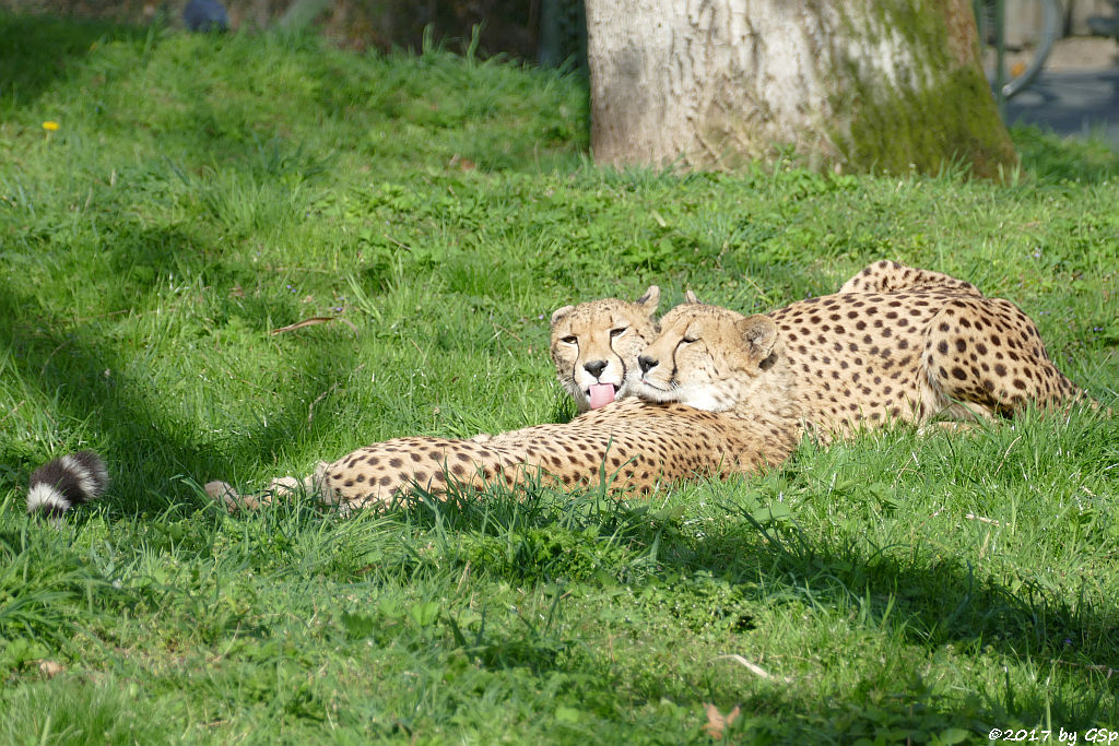 Südafrikianischer Gepard