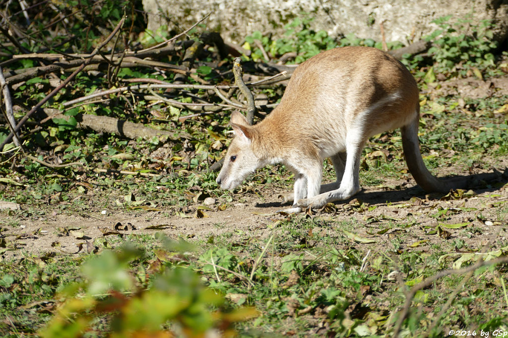 Flinkwallaby (Sandwallaby)