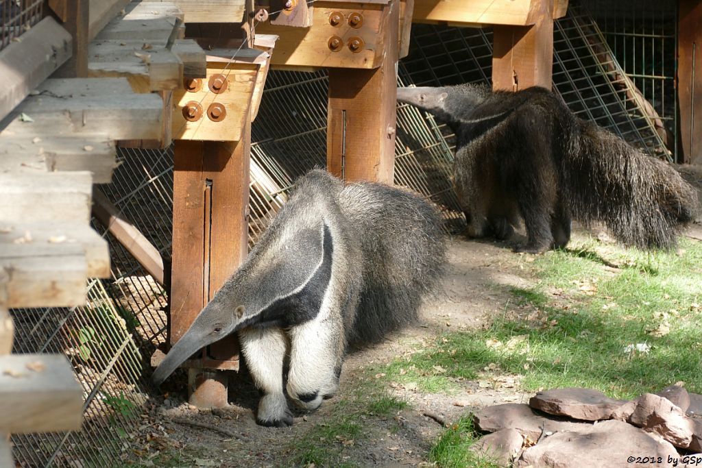 Großer Ameisenbär