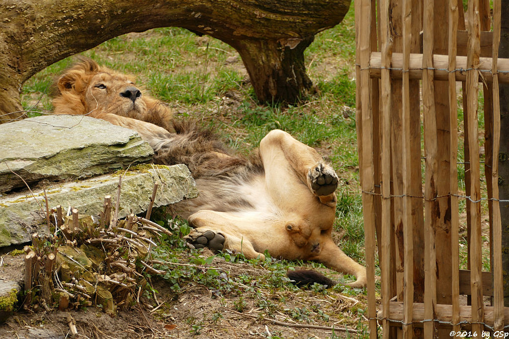 Asiatischer Löwe TEJAS