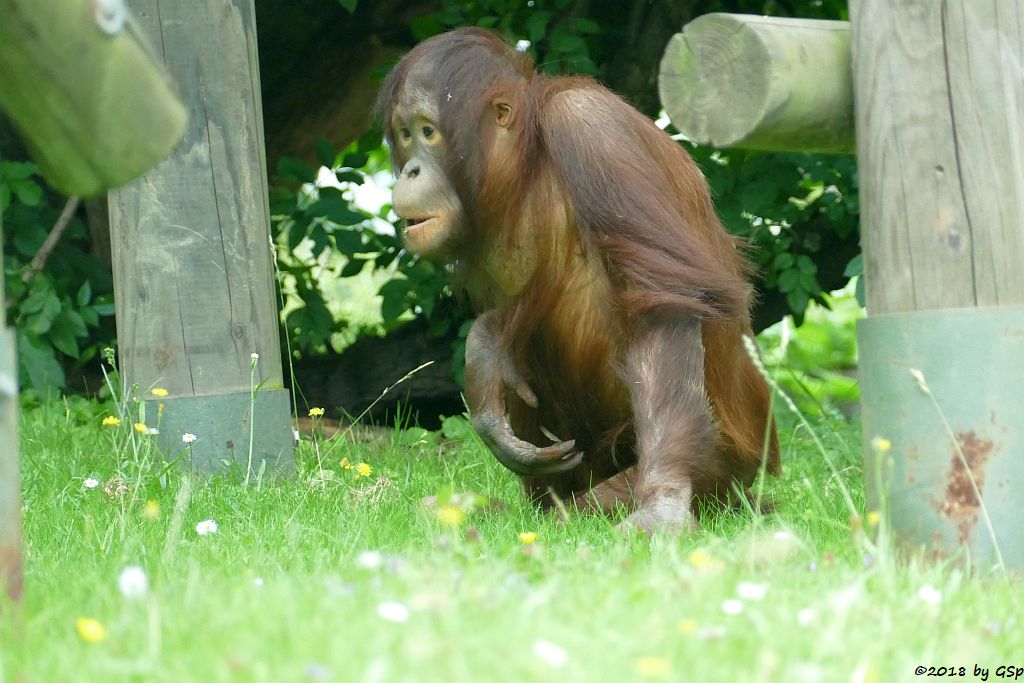 Borneo-Orang-Utan