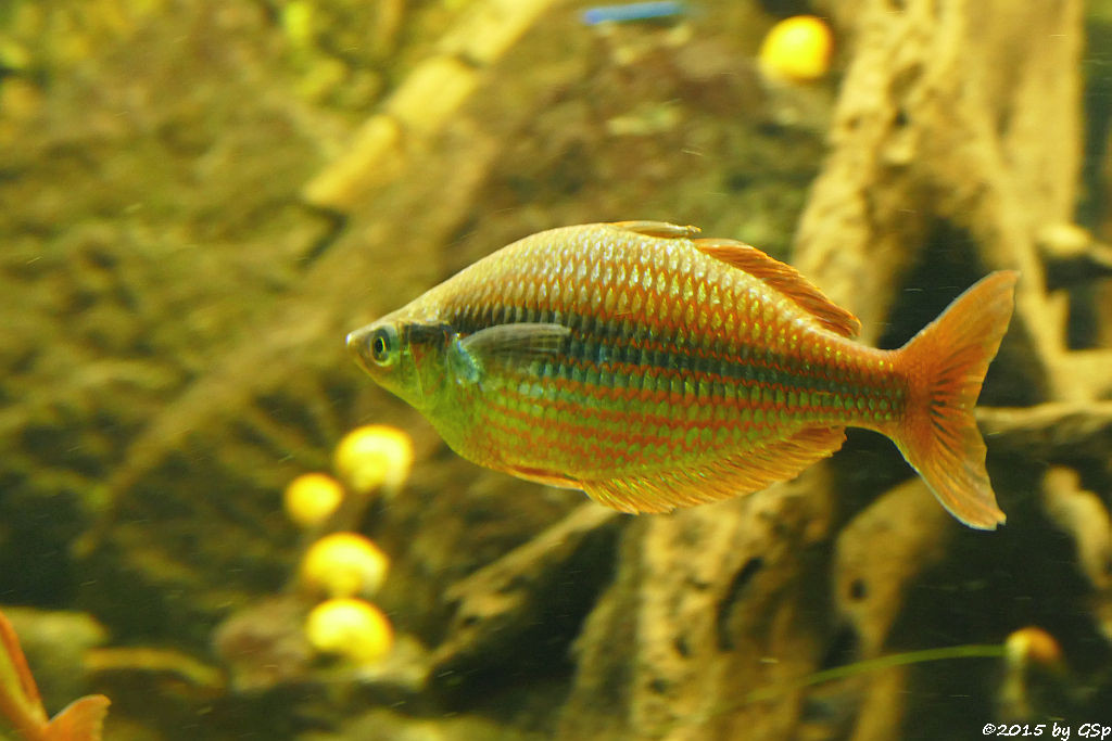 Lachsroter Regenbogenfisch