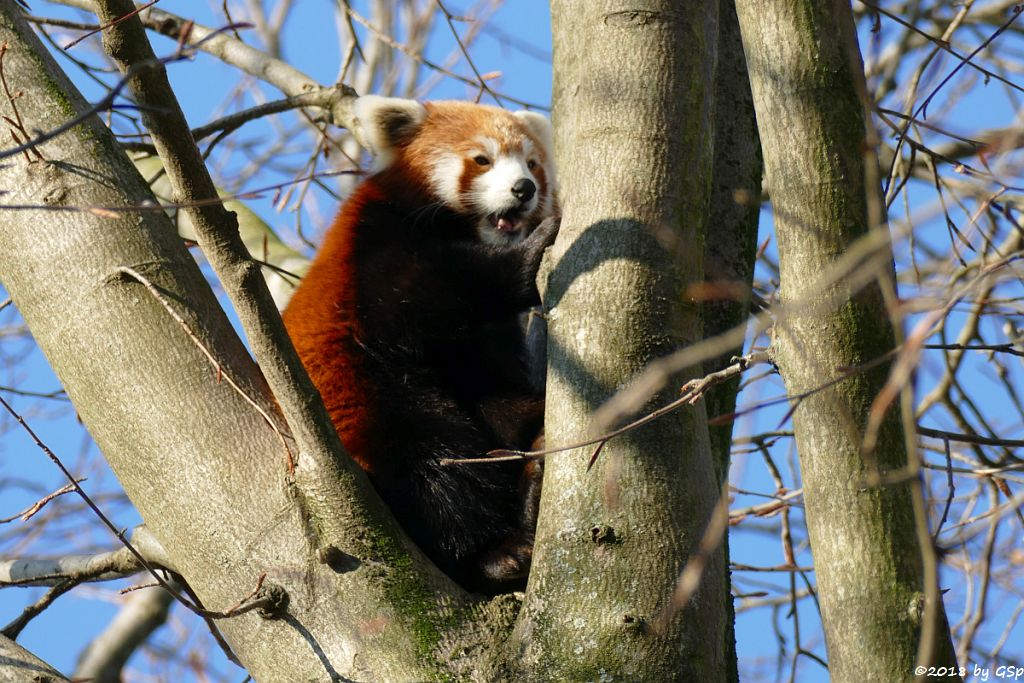 Westlicher Kleiner Panda (Westlicher Katzenbär, Nepaliesischer Roter Panda)
