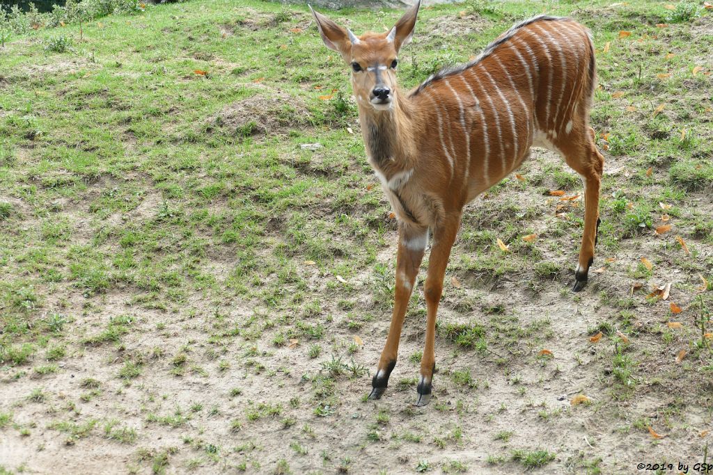 Nyala (Tieflandnyala, Flachlandnyala)