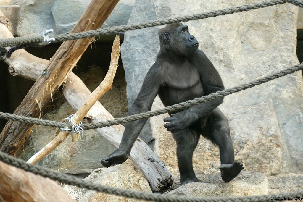 Flachlandgorilla