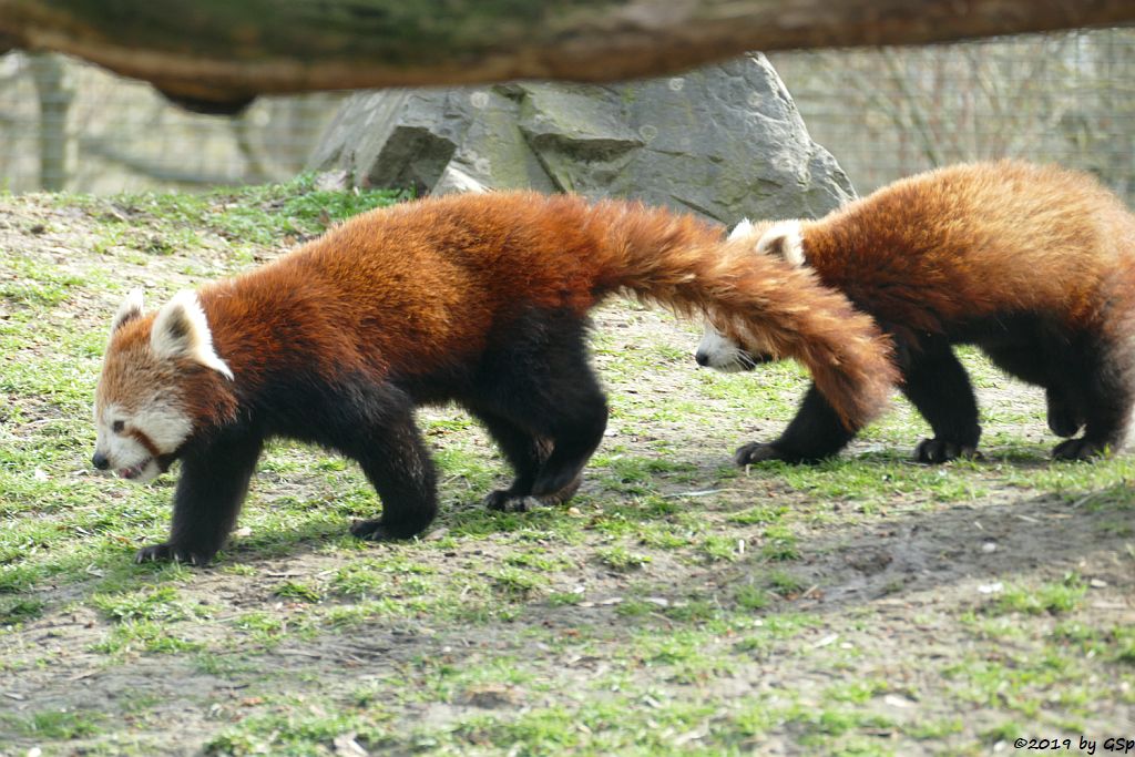 Westlicher Kleiner Panda (Westlicher Katzenbär, Nepalisischer Roter Panda)