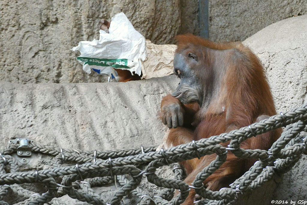 Sumatra-Orang-Utan