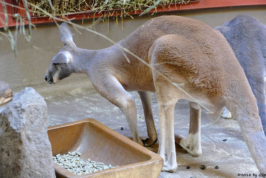 Rotes Riesenkänguru