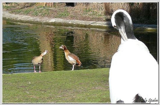 Nilgans