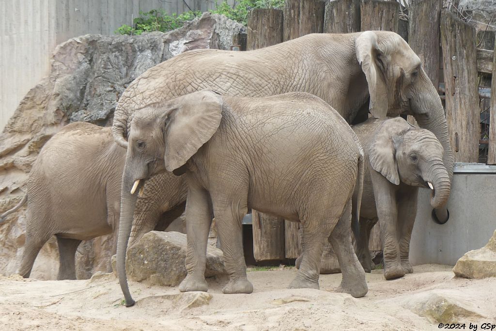 Elefanten Zoo Halle: TANA, TAMIKA, PORI, ELANI