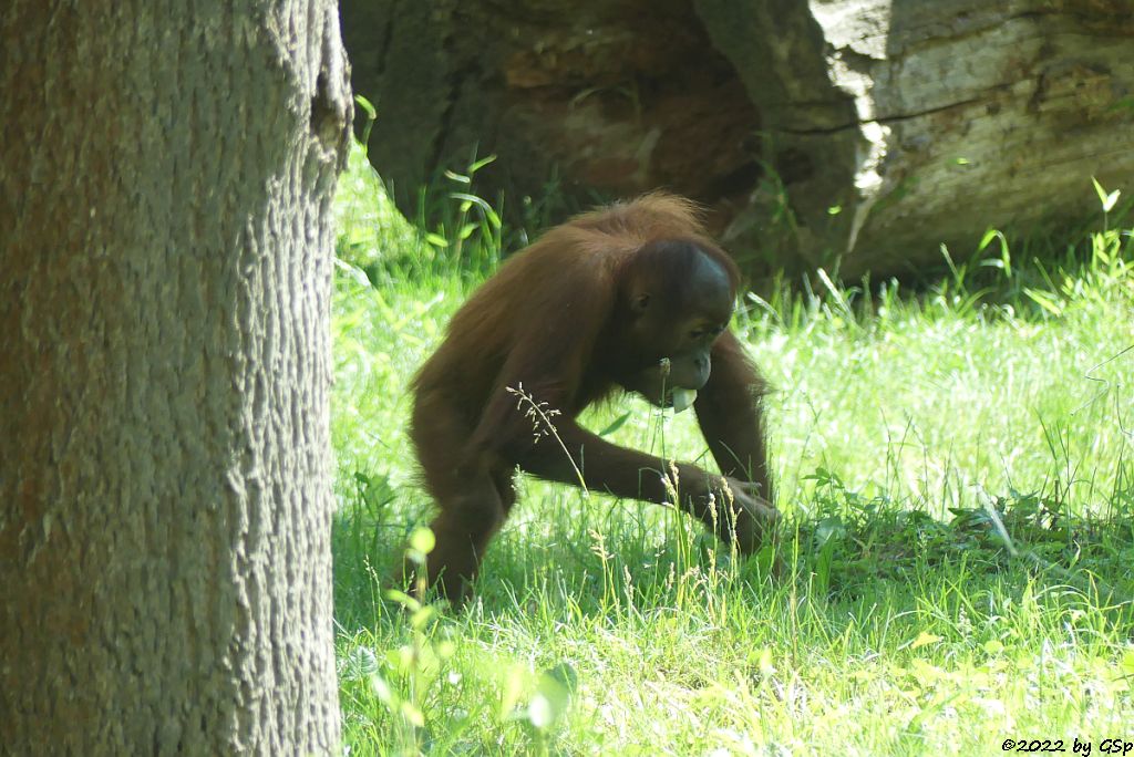 Sumatra-Orang-Utan