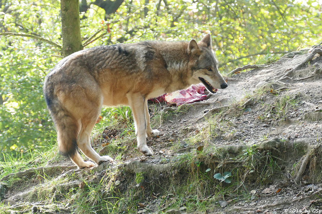 Mongolischer Wolf (Tibetischer Wolf)