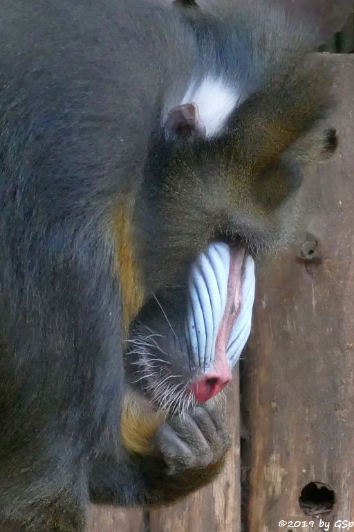 Mandrill