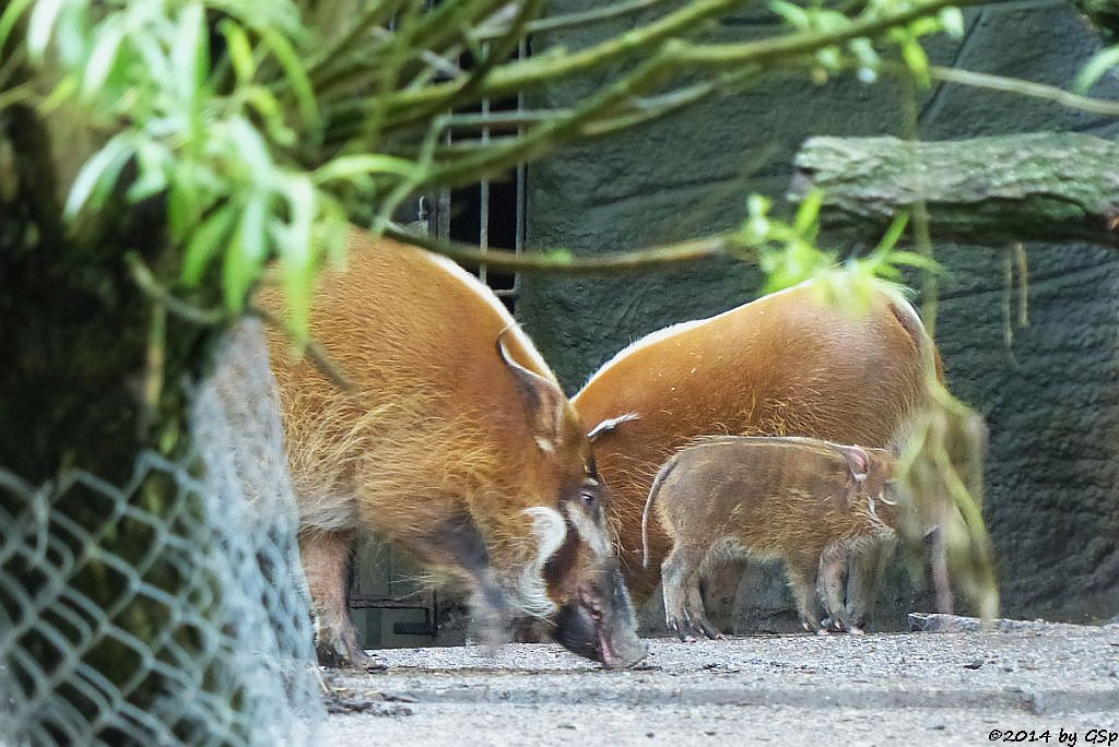 Pinselohrschwein, Jungtier geb. am 19.03.14