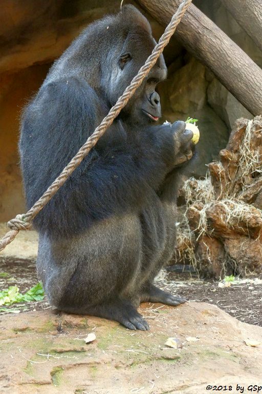 Flachlandgorilla VIATU