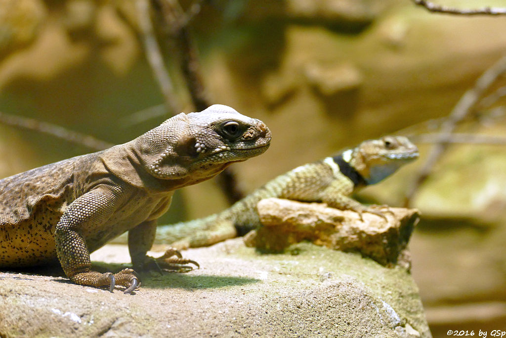 Chuckwalla,  Blauer Stachelleguan (Halsband-Stachelleguan)