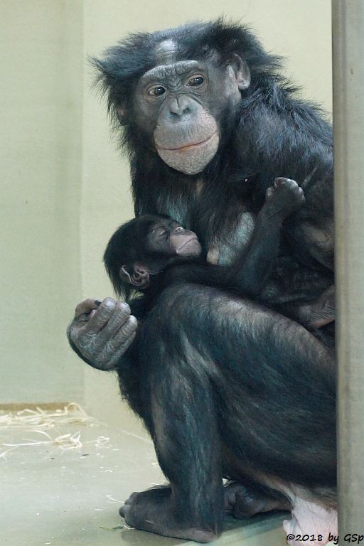 Bonobo (Zwergschimpanse)