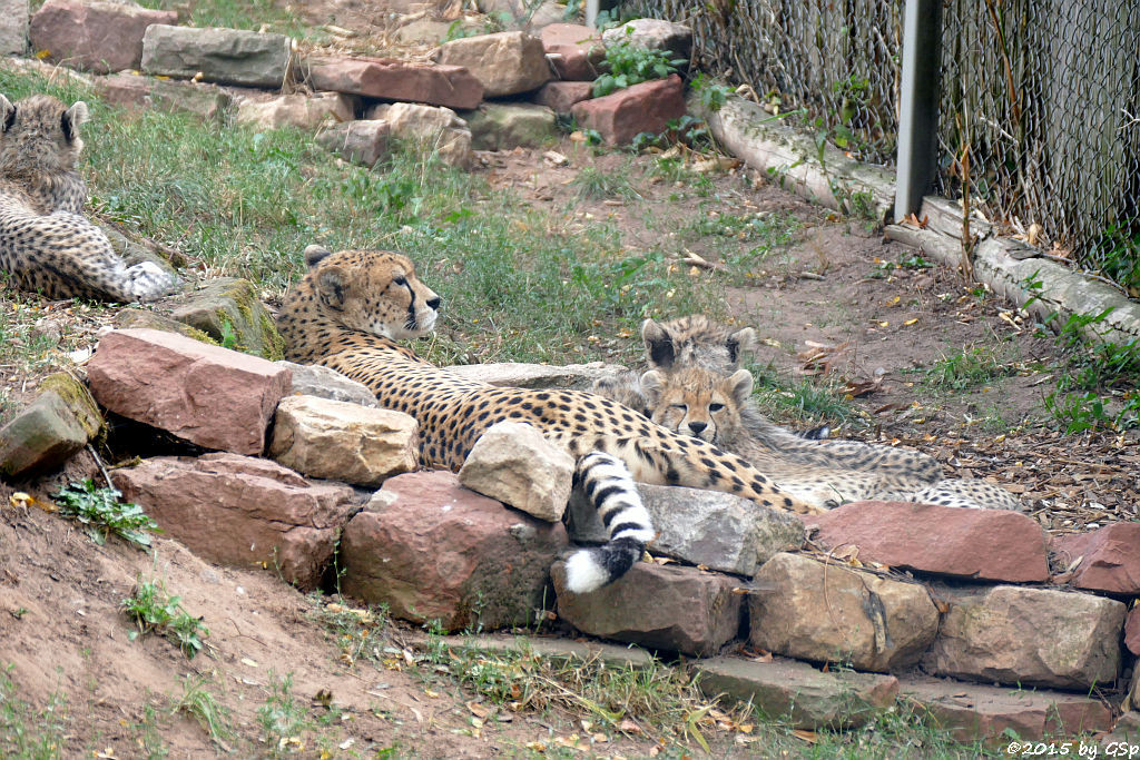 Nordöstlicher (Sudan-) Gepard, Jungtiere geb. am 9.5.15