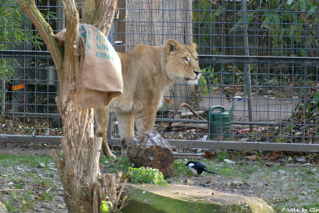 Asiatischer Löwe