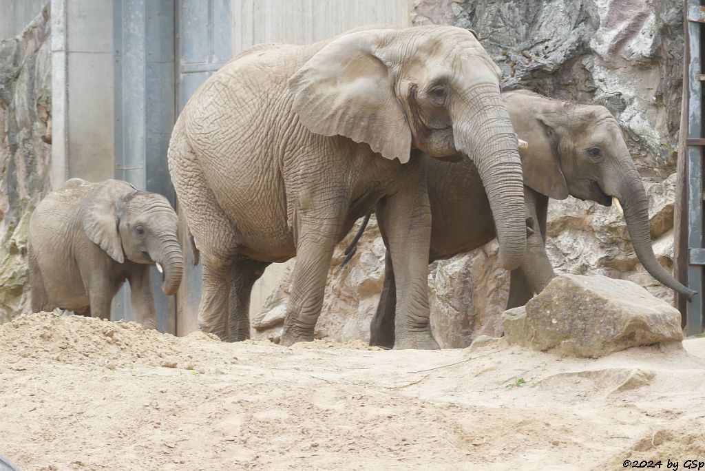 Elefanten Zoo Halle: ELANI, PORI, TAMIKA