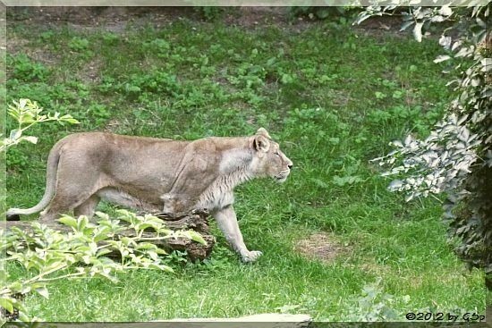 Asiatischer Löwe