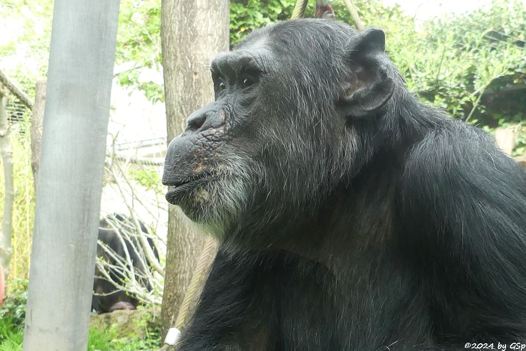 Zoo Halle: Schimpanse