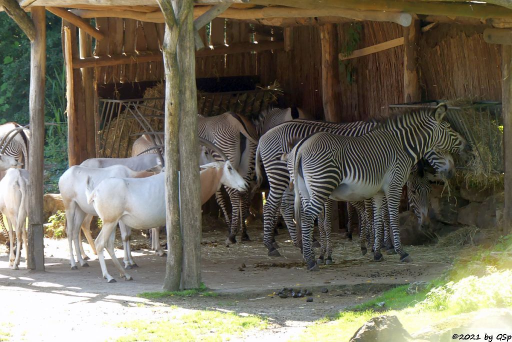 Säbelantilope, Grévy-Zebra