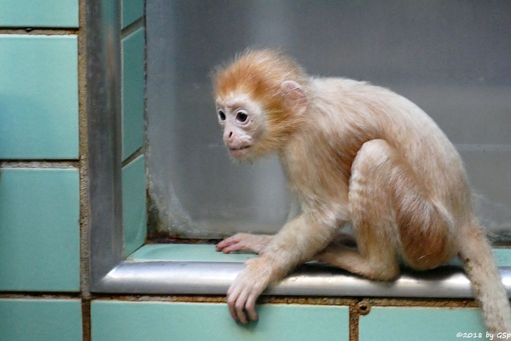 Schwarzer Haubenlangur (Javanischer Haubenlangur, Budeng)