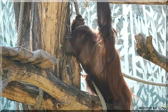 Sumatra-Orang-Utan 