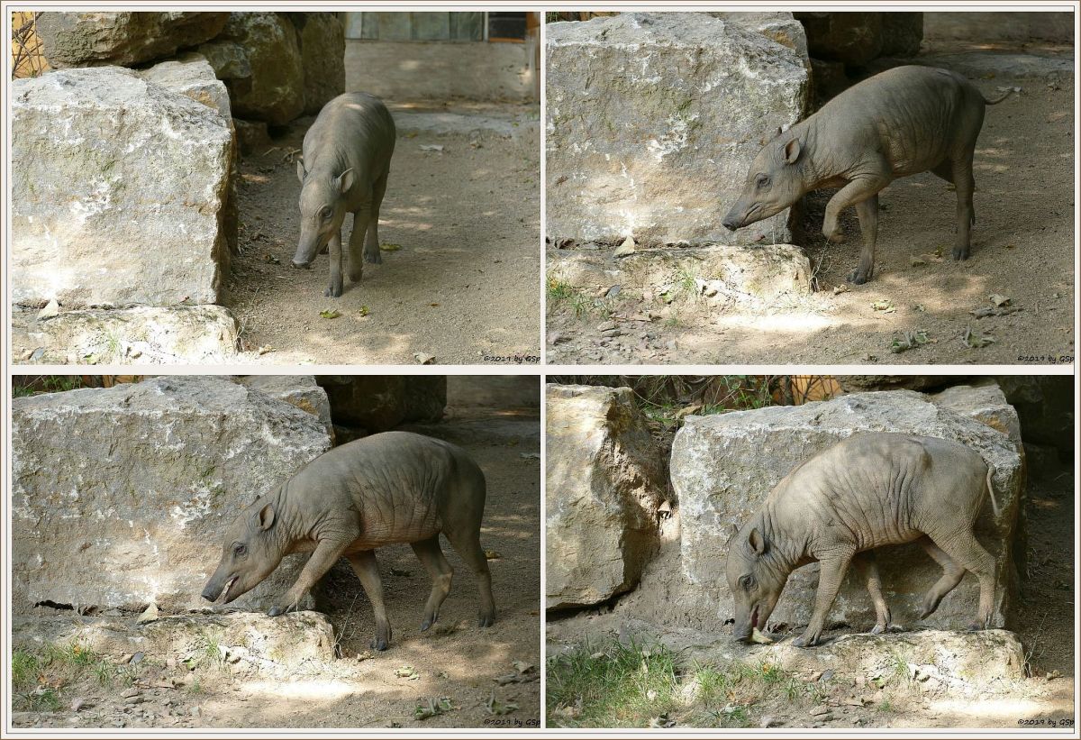 Sulawesi-Hirscheber (Celebes-Hirscheber, Sulawesi-Babyrusa)