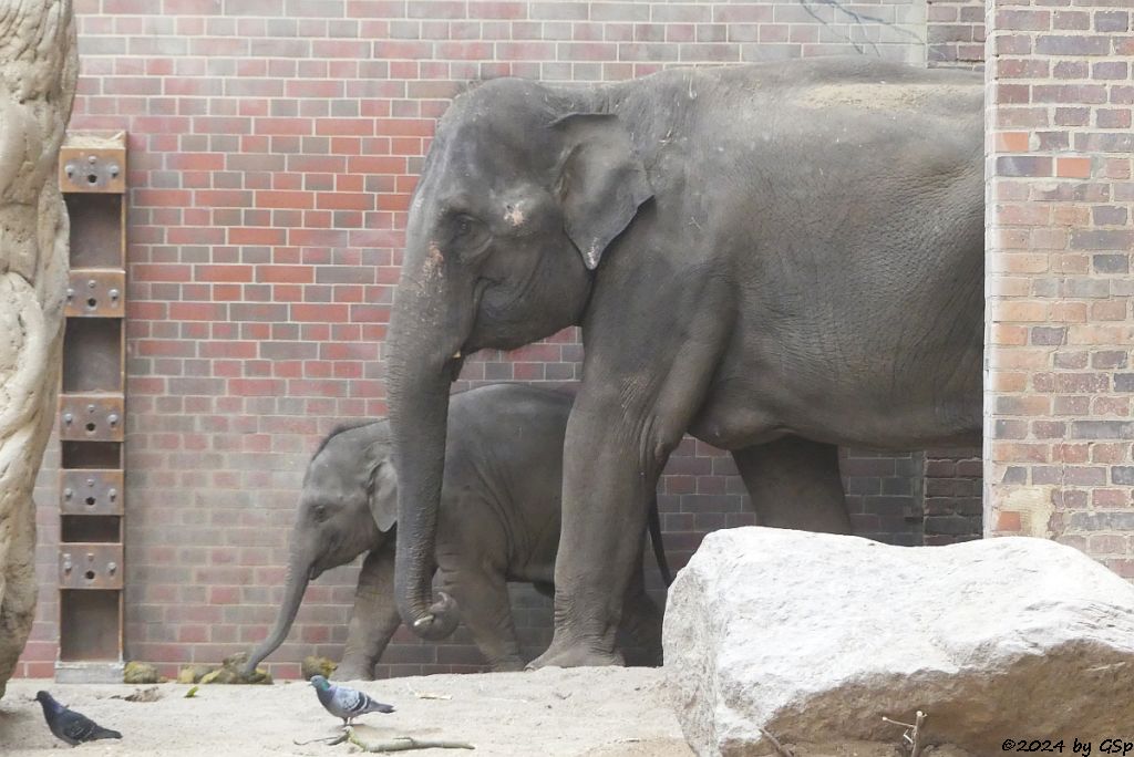 SAVANI, RANI