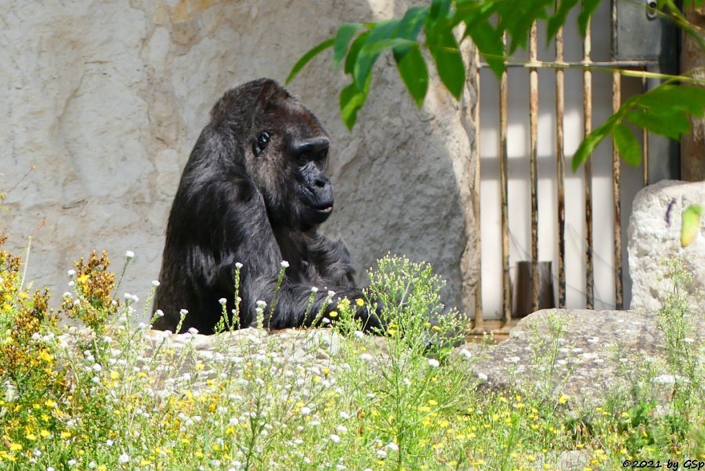 Flachlandgorilla FATOU (64 J.)