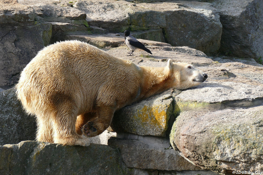 Eisbär