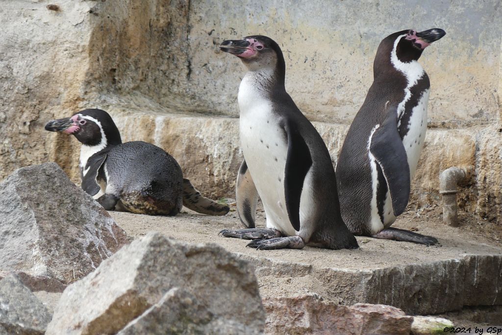 Zoo Halle: Humboldtpinguin
