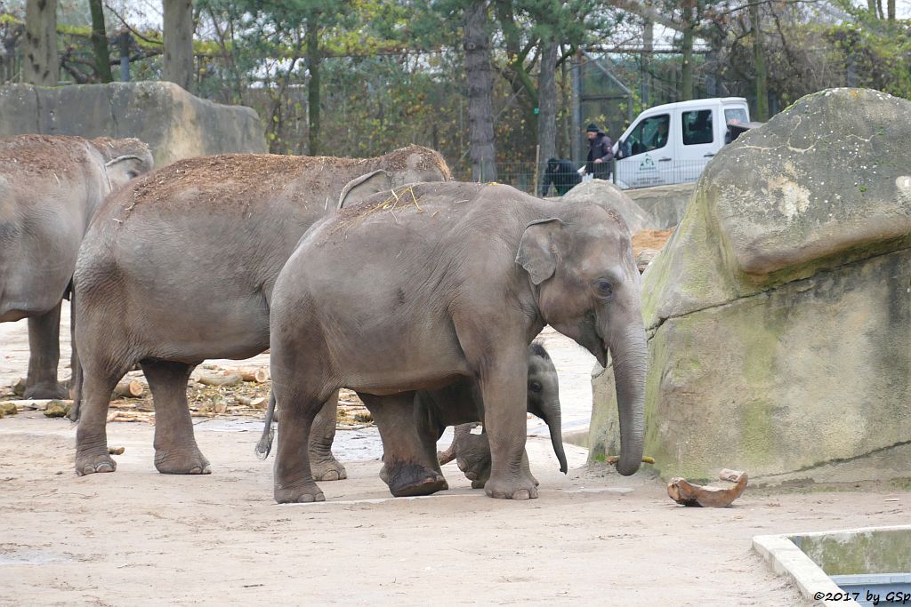 KREEBLAMDUAN, LAONGDAW, MARLAR, MOMA