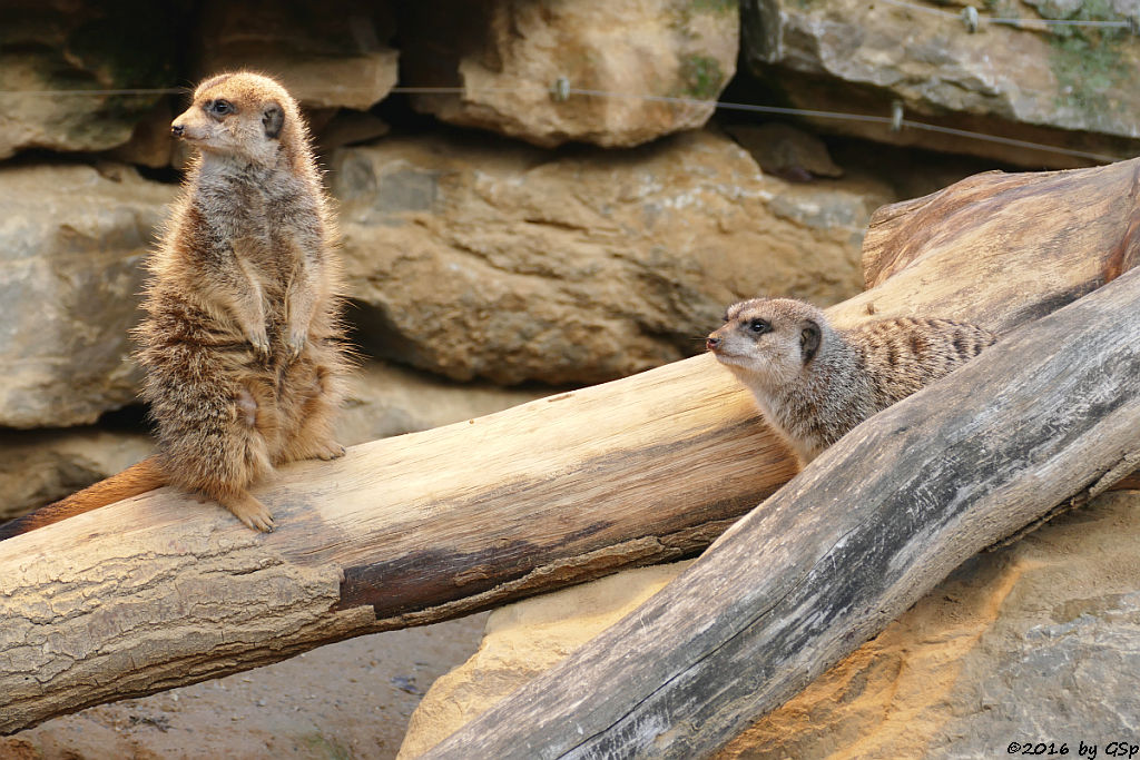 Erdmännchen