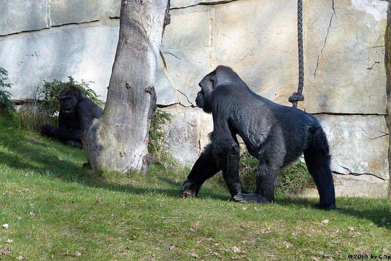 Flachlandgorilla