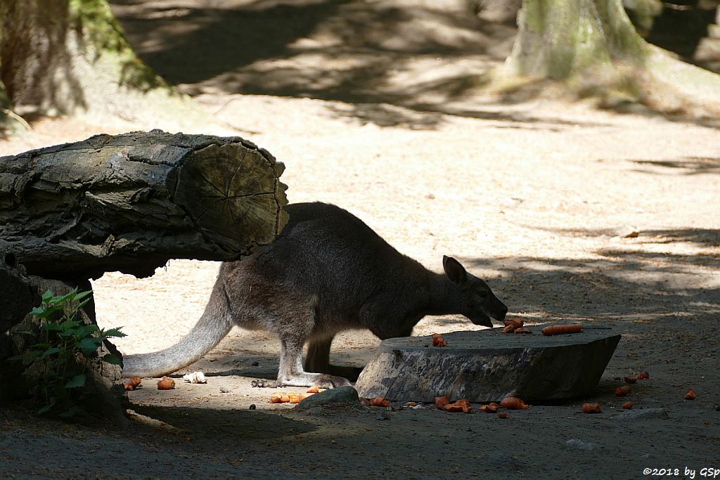 Rotnackenwallaby (Bennettkänguru)