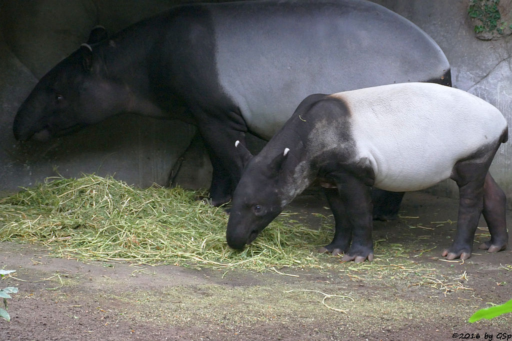 Schabrackentapir (Malaysischer Tapir) LAILA mit KEDIGA, geb. am 2.6.16