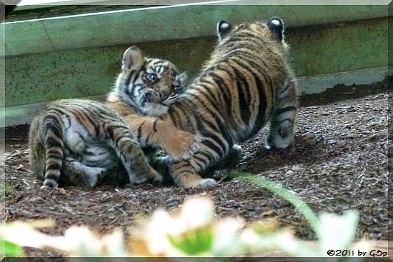 Sumatratiger ASIM und TARU am 10.06.11