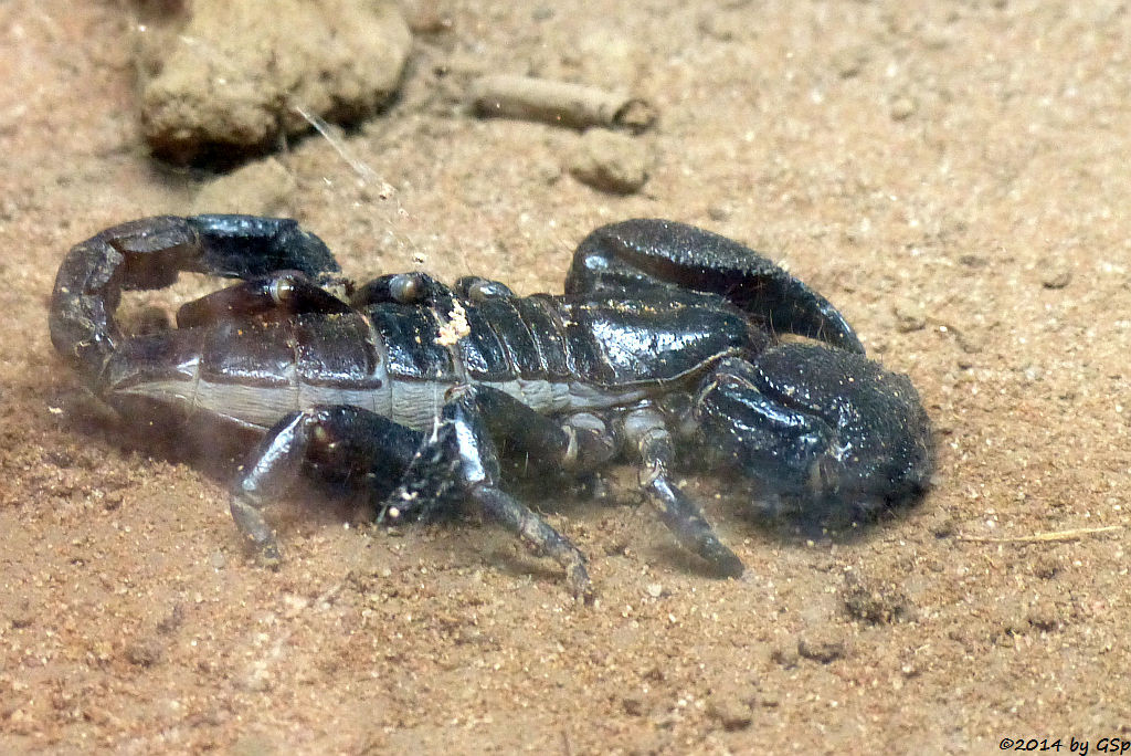 Kaiserskorpion